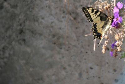 Close-up of butterfly on flower