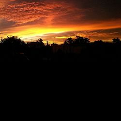 Silhouette of trees at sunset