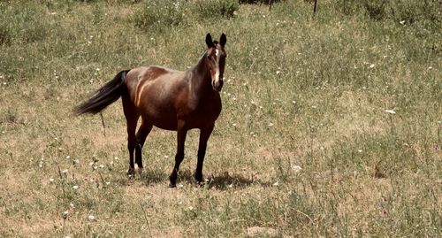 Horse standing in a field