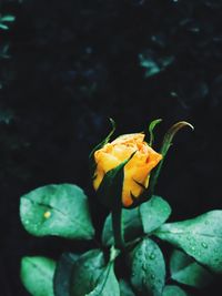 Close-up of yellow rose flower