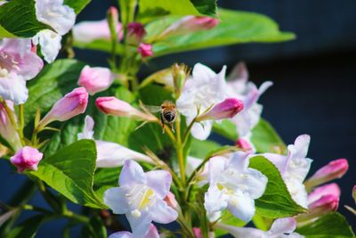 Close-up of insect on flowering plant