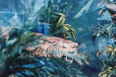 Tiger roaring amidst plants in forest