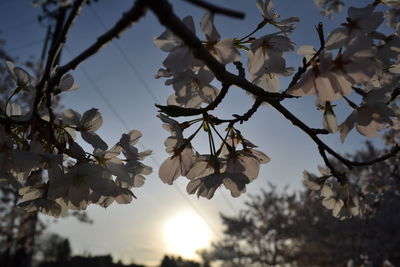 Low angle view of flowers blooming on tree