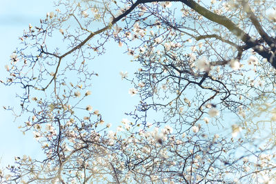 Low angle view of cherry blossoms against sky