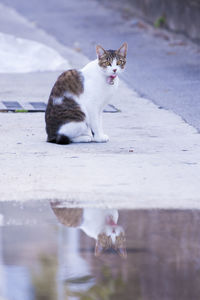 Portrait of cat sitting outdoors