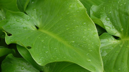 Full frame shot of wet leaves in rainy season