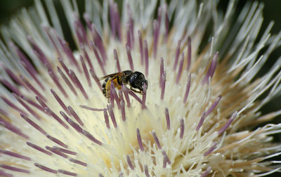 Close-up of bee pollinating flower