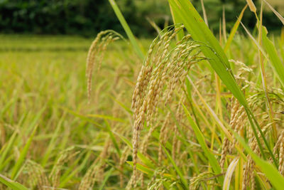 Close-up of stalks in field