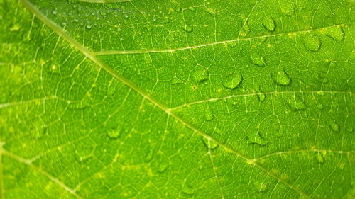 Macro shot of green leaf