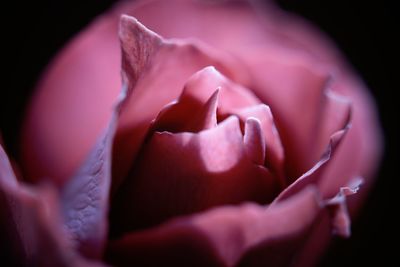 Close-up of pink rose blooming outdoors