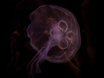 Close-up of jellyfish swimming in aquarium