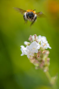 Close-up of bee on flower