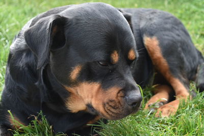 Close-up of dog relaxing on field