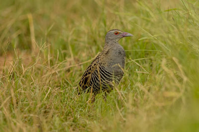 Bird in a field