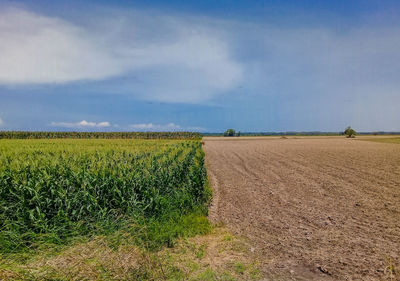 Scenic view of agricultural field against sky