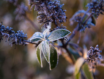 Close-up of flowers on tree