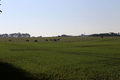 Scenic view of field against clear sky