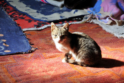 High angle portrait of cat relaxing on carpet at home