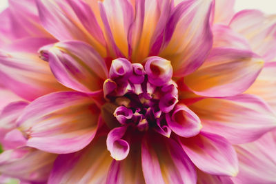 Pink yellow dahlia