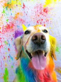 Colored dog, halo-powder