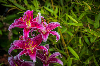 Close-up of pink flowering plant