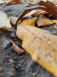 Close-up of dry leaves on land