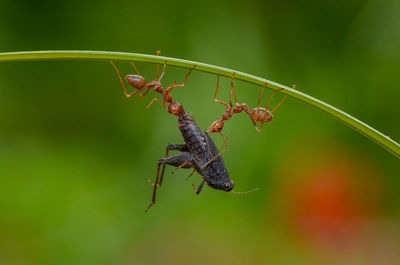 Close-up of insects on plant