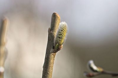 Close-up of pussy willow growing outdoors