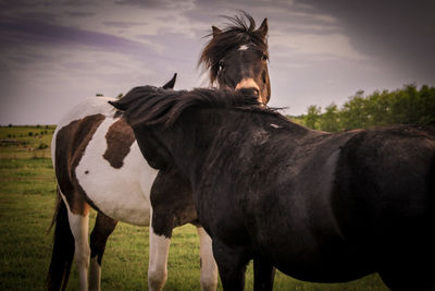 Horse standing in ranch