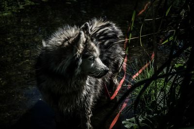 Close-up of dog in forest