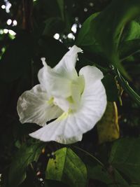 Close-up of plant