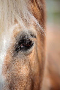 Close-up of a horse