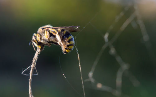 Close-up of wasp on twig