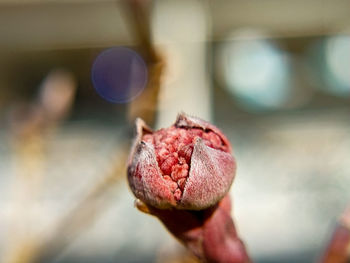 Close-up of rose against blurred background