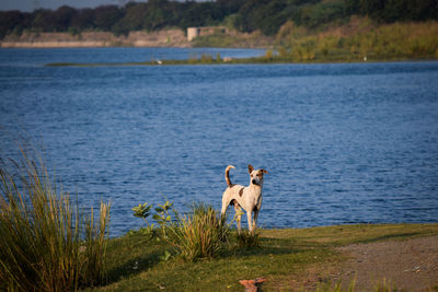 Dog standing in a lake