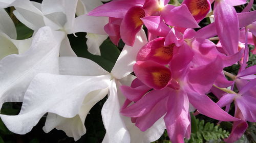 Close-up of pink flowers blooming outdoors