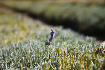 Close-up of purple crocus flowers on field