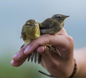 Close-up of hand holding bird perching on finger