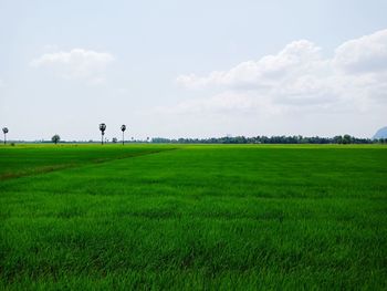 Scenic view of agricultural field against sky