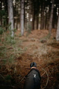 Dog running in forest