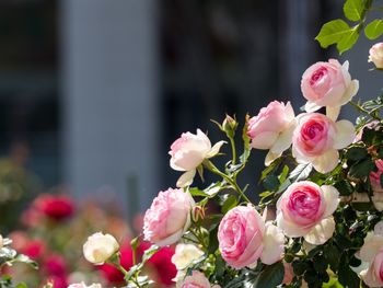 Close-up of pink roses