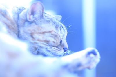 Close-up of a cat