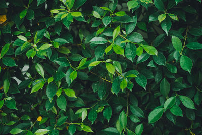 High angle view of plants growing on field