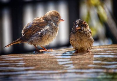 Close-up of two birds perching on a fountain 