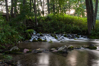 River flowing through forest