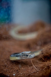 Close-up of lizard