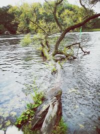 Tree by river in forest