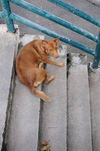 High angle view of brown dog resting on steps