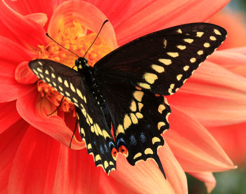 Close-up of butterfly pollinating on flower