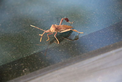 Close-up of spider on web